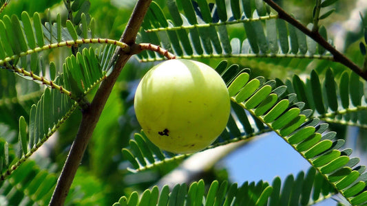 Amla - The Versatile Fruit: Nourishment for Body and Soul