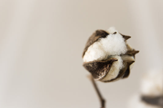 Cotton and its Medical Value